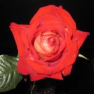 Meet your Posher, Shirley